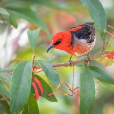 Myzomela sanguinolenta (Scarlet Honeyeater) at GG179 - 6 Oct 2023 by Terrylee