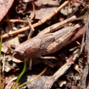 Phaulacridium vittatum at Mongarlowe, NSW - suppressed