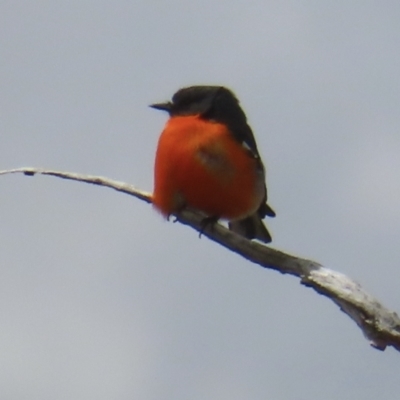 Petroica phoenicea (Flame Robin) at Namadgi National Park - 27 Sep 2023 by RobParnell