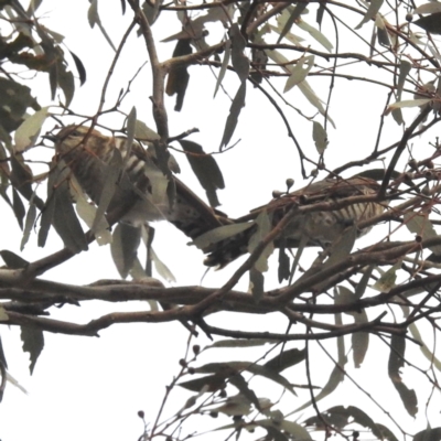 Chrysococcyx basalis (Horsfield's Bronze-Cuckoo) at Tuggeranong, ACT - 6 Oct 2023 by HelenCross