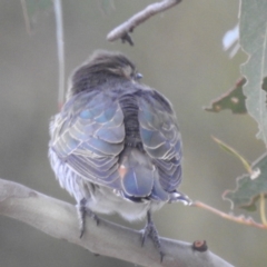 Chrysococcyx basalis at Tuggeranong, ACT - 6 Oct 2023