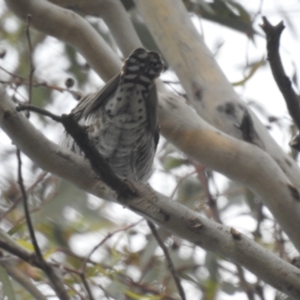 Chrysococcyx basalis at Tuggeranong, ACT - 6 Oct 2023