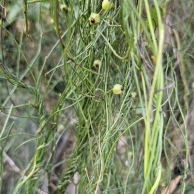 Cassytha pubescens (Devil's Twine) at Buckenbowra, NSW - 6 Oct 2023 by Csteele4