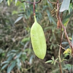 Pandorea pandorana (Wonga Wonga Vine) at Buckenbowra, NSW - 6 Oct 2023 by Csteele4