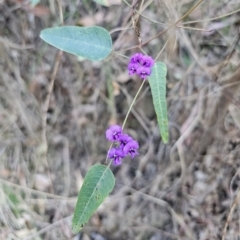 Hardenbergia violacea (False Sarsaparilla) at Buckenbowra, NSW - 6 Oct 2023 by Csteele4