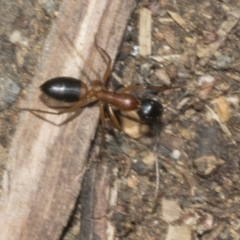 Camponotus consobrinus (Banded sugar ant) at Fyshwick, ACT - 6 Oct 2023 by AlisonMilton