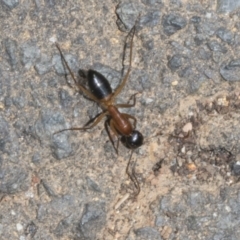 Camponotus consobrinus at Fyshwick, ACT - 6 Oct 2023