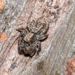 Servaea sp. (genus) (Unidentified Servaea jumping spider) at Fyshwick, ACT - 6 Oct 2023 by AlisonMilton