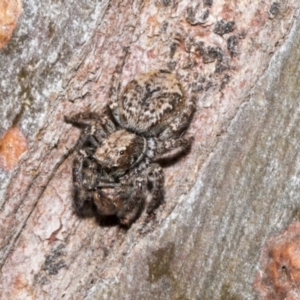 Servaea sp. (genus) at Fyshwick, ACT - 6 Oct 2023 11:18 AM