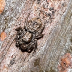 Servaea sp. (genus) at Fyshwick, ACT - 6 Oct 2023 11:18 AM