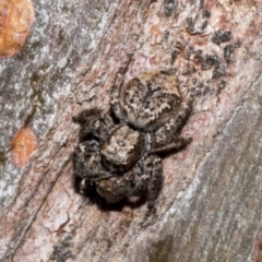 Servaea sp. (genus) at Fyshwick, ACT - 6 Oct 2023 11:18 AM