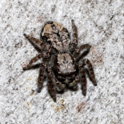 Servaea sp. (genus) (Unidentified Servaea jumping spider) at Fyshwick, ACT - 6 Oct 2023 by AlisonMilton