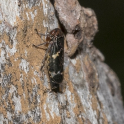 Eurymeloides punctata (Gumtree hopper) at Fyshwick, ACT - 6 Oct 2023 by AlisonMilton