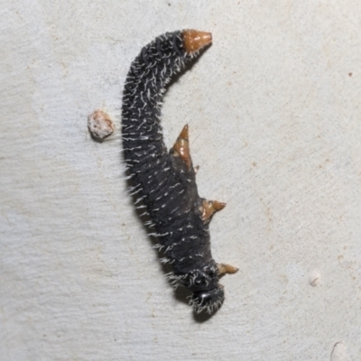 Perginae sp. (subfamily) (Unidentified pergine sawfly) at Fyshwick, ACT - 6 Oct 2023 by AlisonMilton