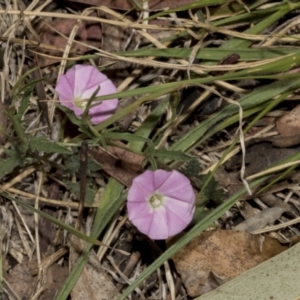 Convolvulus angustissimus subsp. angustissimus at Fyshwick, ACT - 6 Oct 2023