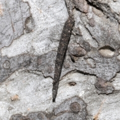 Conoeca guildingi (A case moth) at Fyshwick, ACT - 6 Oct 2023 by AlisonMilton