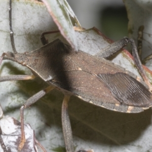 Amorbus sp. (genus) at Fyshwick, ACT - 6 Oct 2023