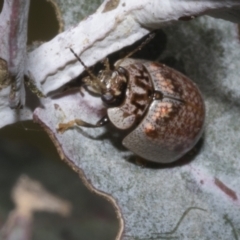 Paropsisterna m-fuscum at Fyshwick, ACT - 6 Oct 2023