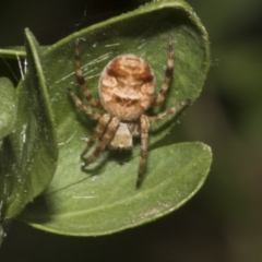 Araneinae (subfamily) at Fyshwick, ACT - 6 Oct 2023 by AlisonMilton