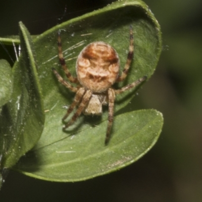Unidentified Spider (Araneae) at Fyshwick, ACT - 6 Oct 2023 by AlisonMilton
