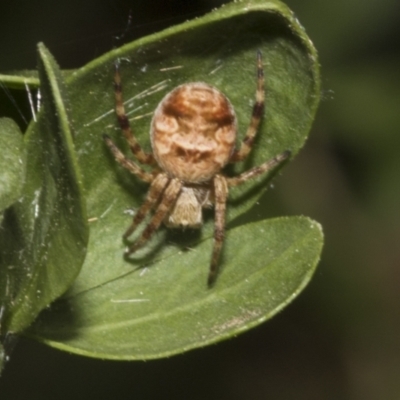 Araneinae (subfamily) at Fyshwick, ACT - 6 Oct 2023 by AlisonMilton
