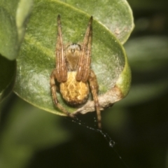 Araneus hamiltoni (Hamilton's Orb Weaver) at Fyshwick, ACT - 6 Oct 2023 by AlisonMilton