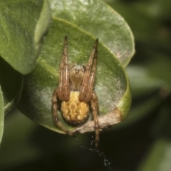 Araneus hamiltoni at Fyshwick, ACT - 6 Oct 2023 11:53 AM