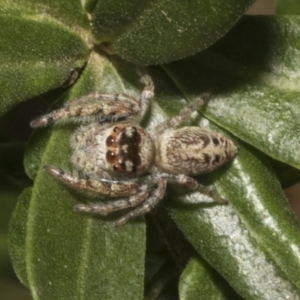 Opisthoncus grassator at Fyshwick, ACT - 6 Oct 2023 11:53 AM