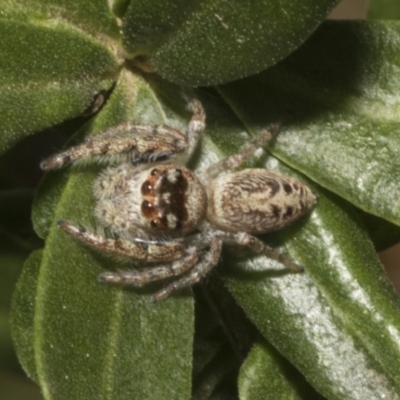 Opisthoncus grassator (Jumping spider) at Fyshwick, ACT - 6 Oct 2023 by AlisonMilton