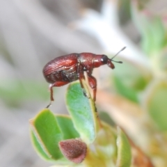 Euops sp. (genus) (A leaf-rolling weevil) at Paddys River, ACT - 6 Oct 2023 by Harrisi