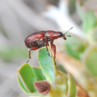 Euops sp. (genus) (A leaf-rolling weevil) at Paddys River, ACT - 6 Oct 2023 by Harrisi