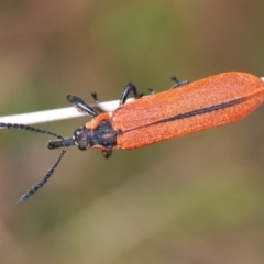 Rhinotia haemoptera (Lycid-mimic belid weevil, Slender Red Weevil) at Paddys River, ACT - 6 Oct 2023 by Harrisi