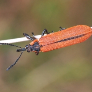 Rhinotia haemoptera at Paddys River, ACT - 6 Oct 2023