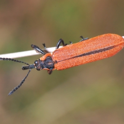 Rhinotia haemoptera (Lycid-mimic belid weevil, Slender Red Weevil) at Paddys River, ACT - 6 Oct 2023 by Harrisi