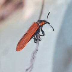 Rhinotia haemoptera at Paddys River, ACT - 6 Oct 2023