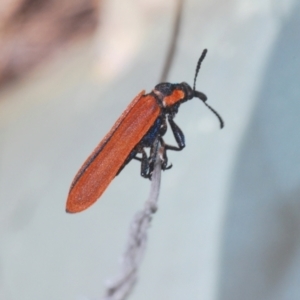 Rhinotia haemoptera at Paddys River, ACT - 6 Oct 2023