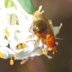 Rhagadolyra magnicornis (Lauxaniid fly) at Tuggeranong Hill - 6 Oct 2023 by Harrisi