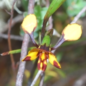 Diuris semilunulata at Paddys River, ACT - suppressed