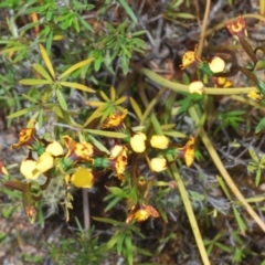 Diuris semilunulata at Paddys River, ACT - suppressed