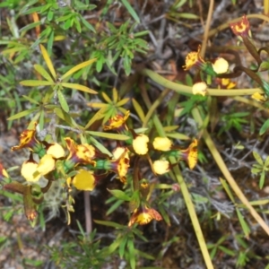 Diuris semilunulata at Paddys River, ACT - suppressed