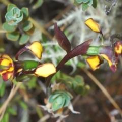 Diuris semilunulata at Paddys River, ACT - 6 Oct 2023