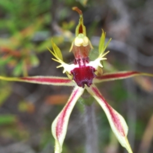 Caladenia parva at Paddys River, ACT - 6 Oct 2023