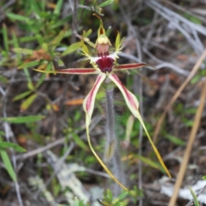 Caladenia parva at Paddys River, ACT - 6 Oct 2023