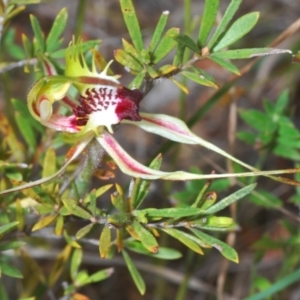 Caladenia parva at Paddys River, ACT - 6 Oct 2023