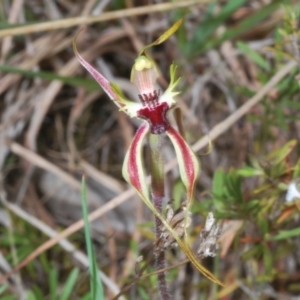 Caladenia parva at Paddys River, ACT - 6 Oct 2023