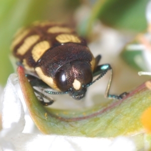 Castiarina decemmaculata at Theodore, ACT - 6 Oct 2023