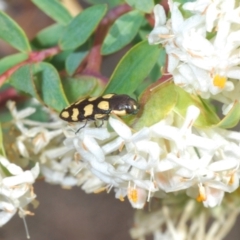 Castiarina decemmaculata at Theodore, ACT - 6 Oct 2023 03:39 PM