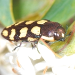 Castiarina decemmaculata at Theodore, ACT - 6 Oct 2023 03:39 PM