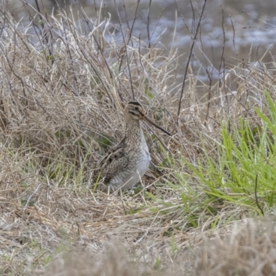 Gallinago hardwickii (Latham's Snipe) at Jerrabomberra Wetlands - 6 Oct 2023 by ReeniRoo