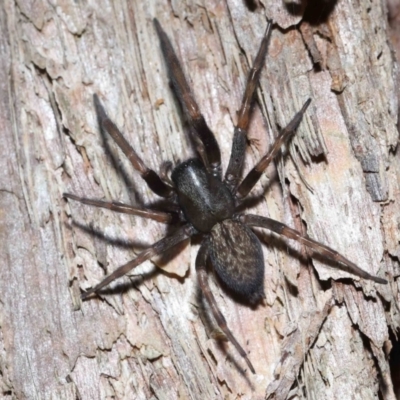 Badumna insignis (Black House Spider) at Capalaba, QLD - 5 Oct 2023 by TimL